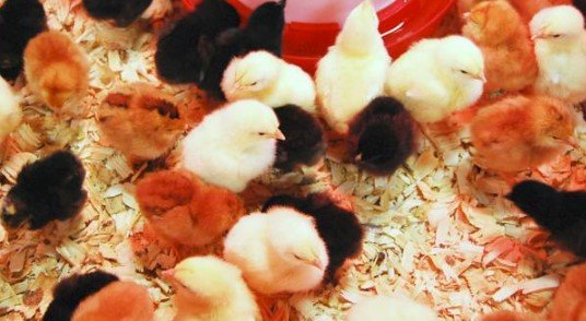 when does chick days start at tractor supply 2023 7 does tractor supply only sell chicks in the spring