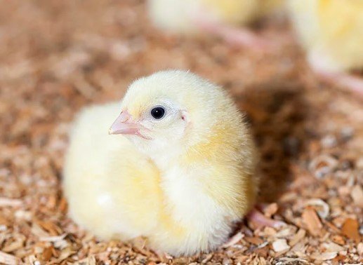 when does chick days start at tractor supply 2023 5 what is the best time to pick up baby chicks